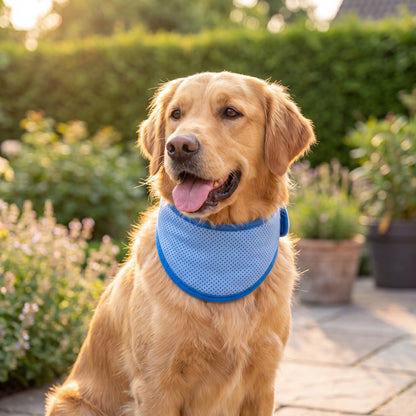 Hunde-Kühlhalsband